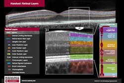 Handout &bdquo;Retinal Layers&ldquo;