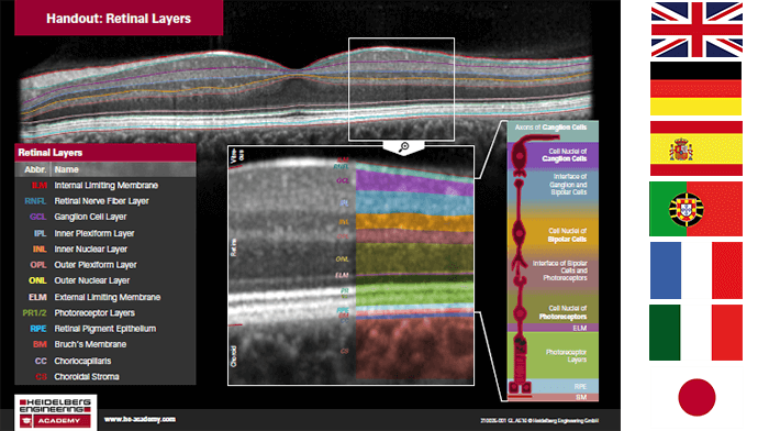 Handout Retinal Layers Now Available In 7 Languages Heidelberg