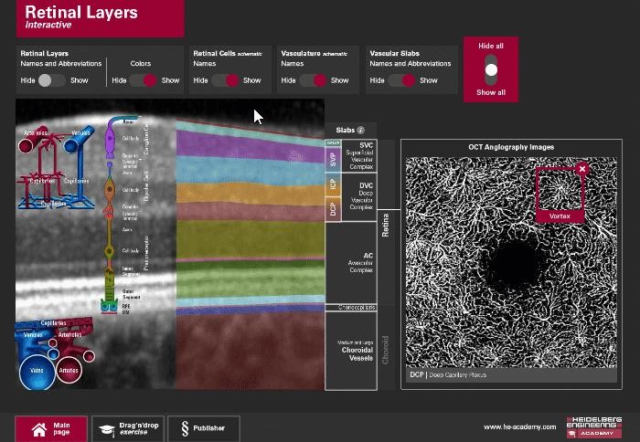 layers of the retina