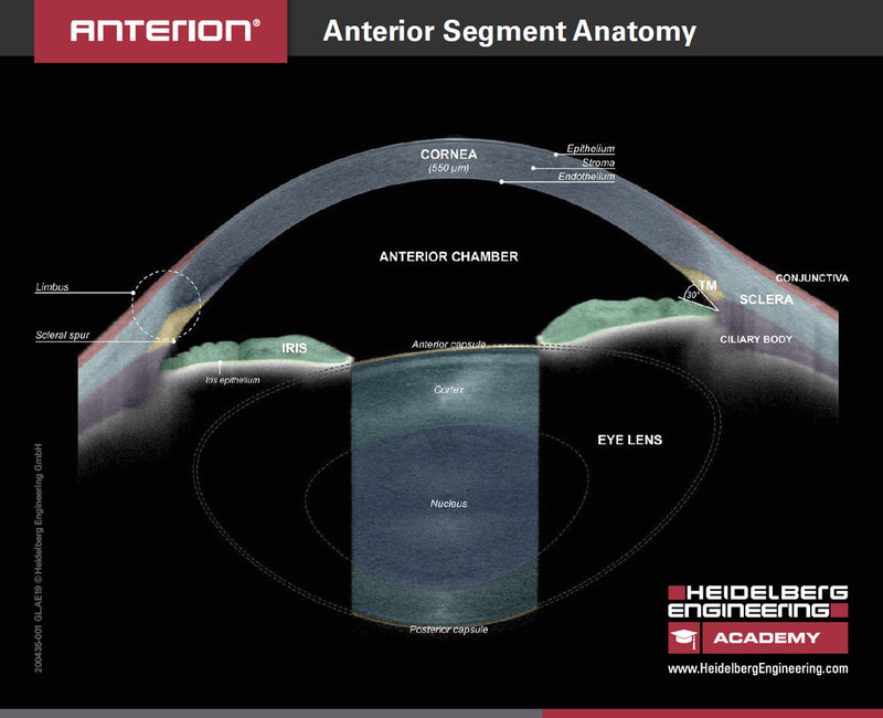 Handout Anterior Segment